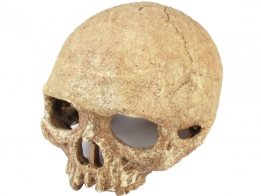 Primatenschädel