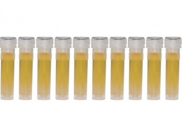 Regenwaldhonig in 2ml Futterröhrchen - 10 St.