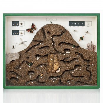Schaukasten - Waldameisenhaufen - Formica rufa