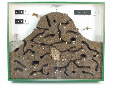 Schaukasten - Waldameisenhaufen - Formica rufa