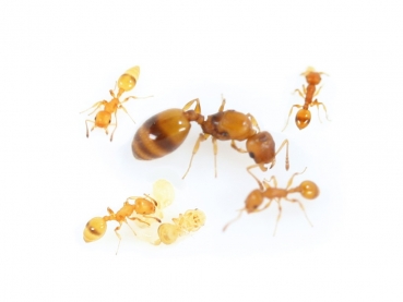 Temnothorax cf. exilis