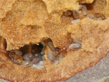 Temnothorax spec. from Spain