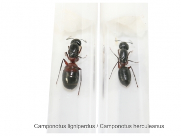 Camponotus herculeanus (Schwarze Rossameise)