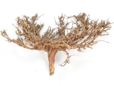 Wüstenbusch Natur 15-20cm - 4 Stk.
