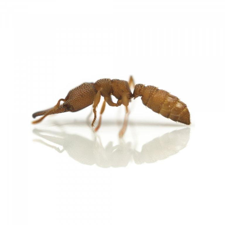Mystrium oculatum