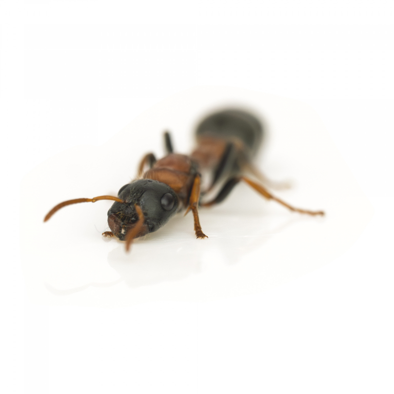 Tetraponera rufonigra