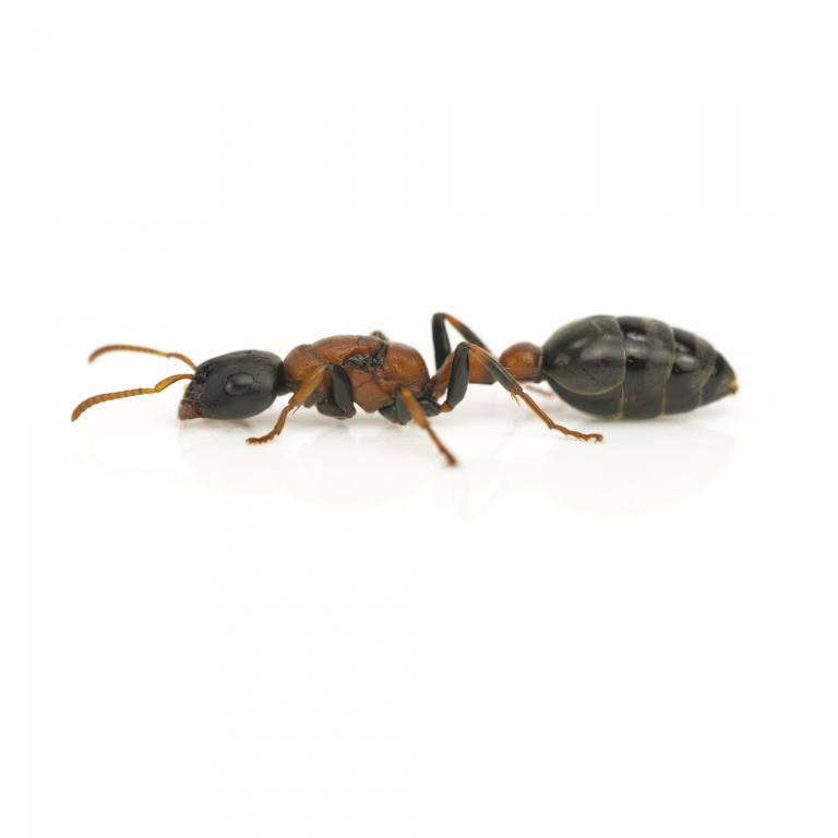Tetraponera rufonigra