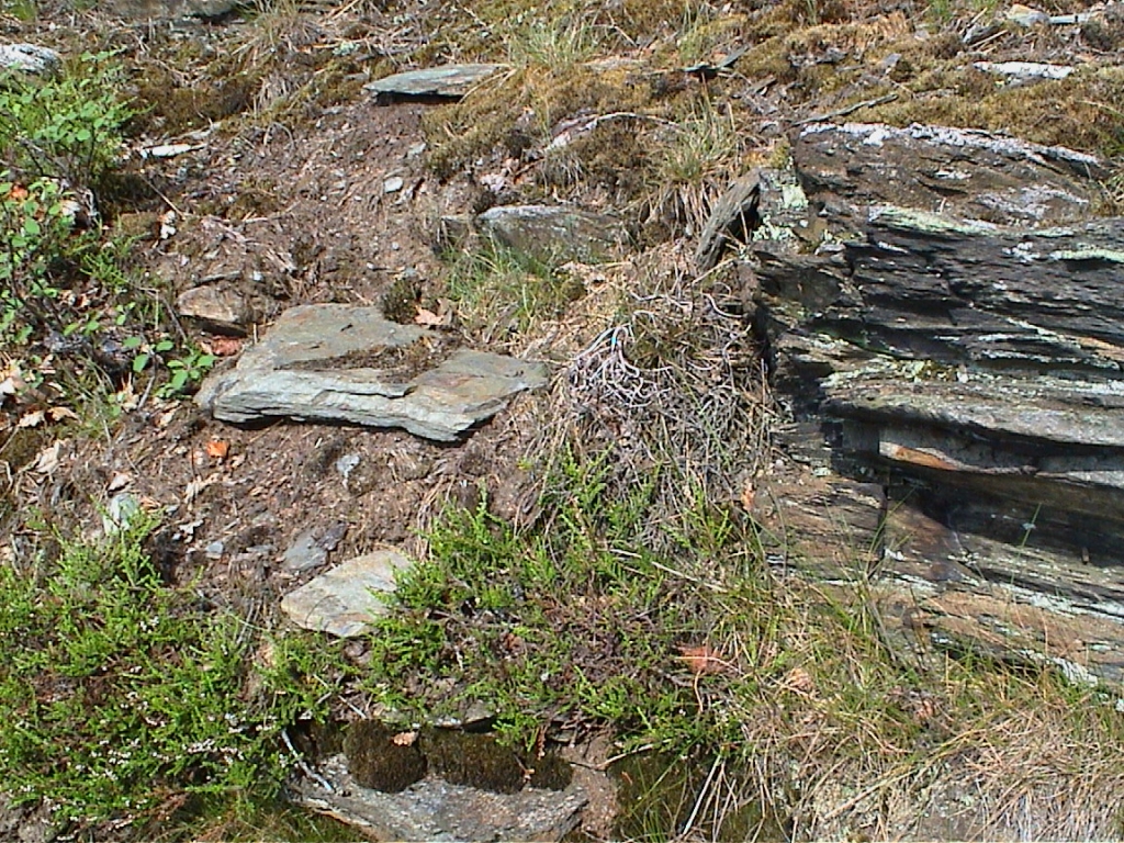 Camponotus ligniperdus (Braunschwarze Rossameise)