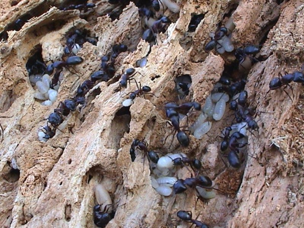 Camponotus herculeanus (Schwarze Rossameise)