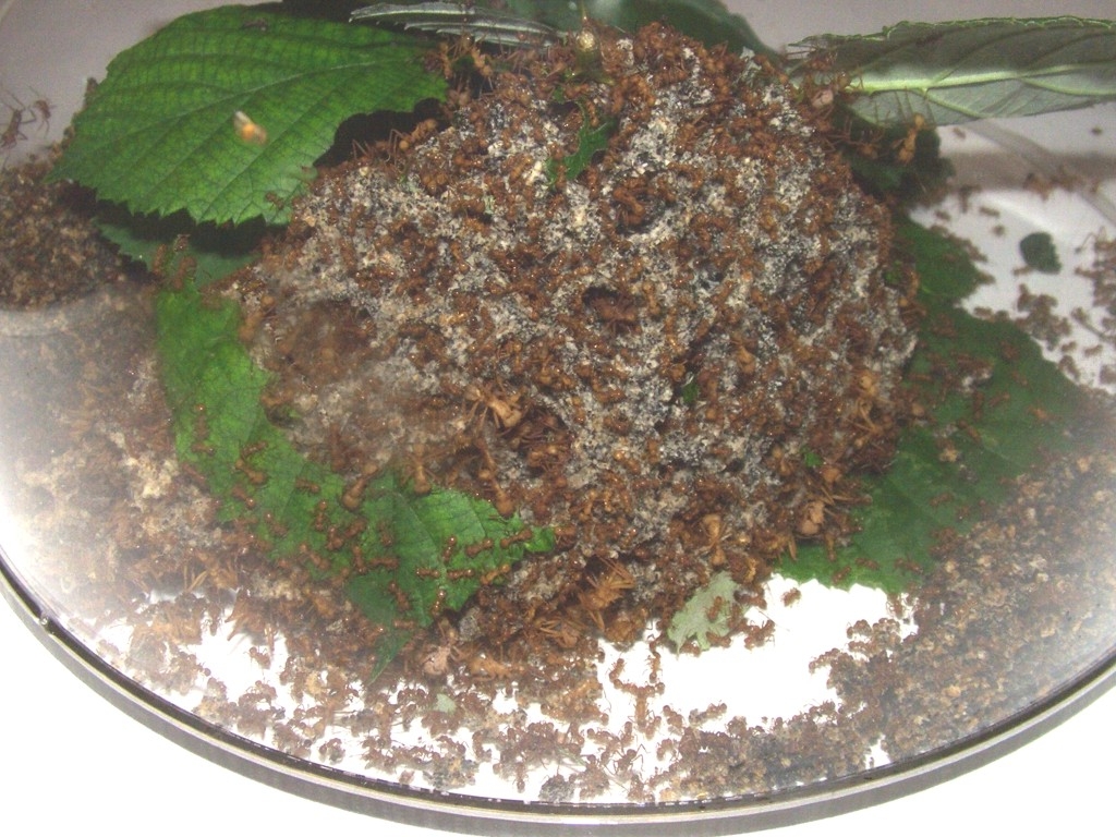 Acromyrmex cf. octospinosus