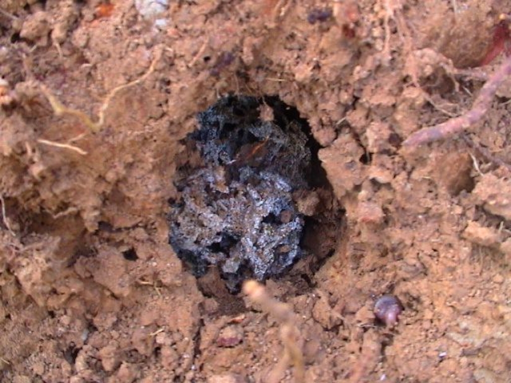 Acromyrmex cf. octospinosus