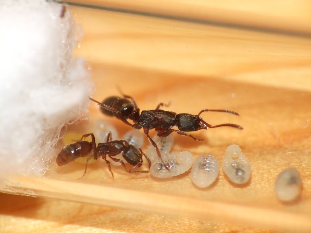 Euponera pilosior - Pachycondyla pilosior