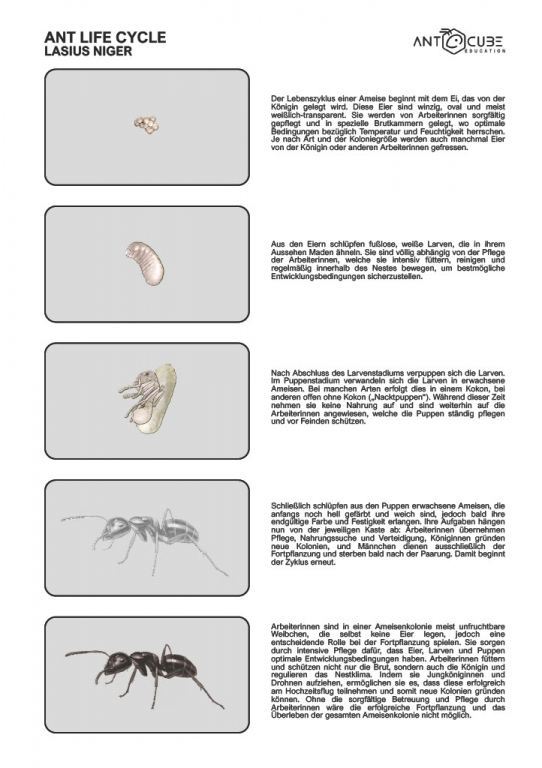 Poster - Ant life cycle - Lasius niger 50x70
