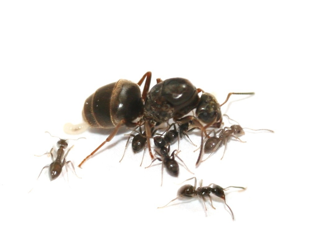 Lasius niger (Schwarze Wegameise)