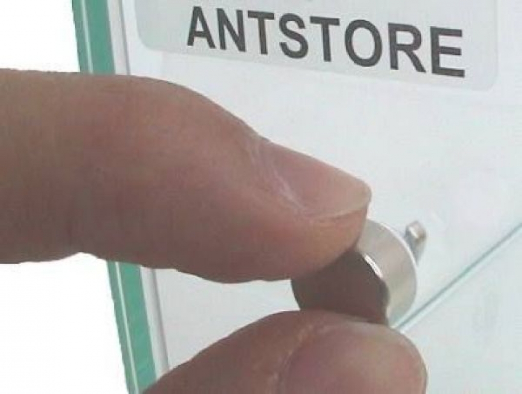 Alpha Ants Mini Scheibenmagnet - eckig