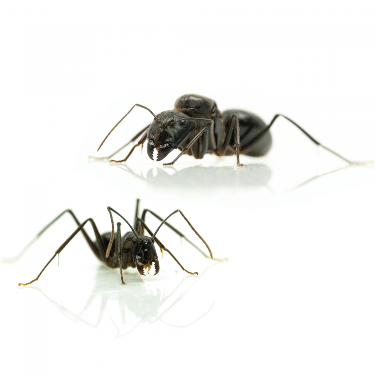Camponotus fellah