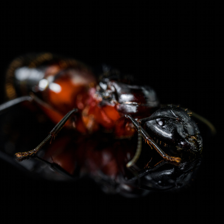 Camponotus ligniperdus (Braunschwarze Rossameise)
