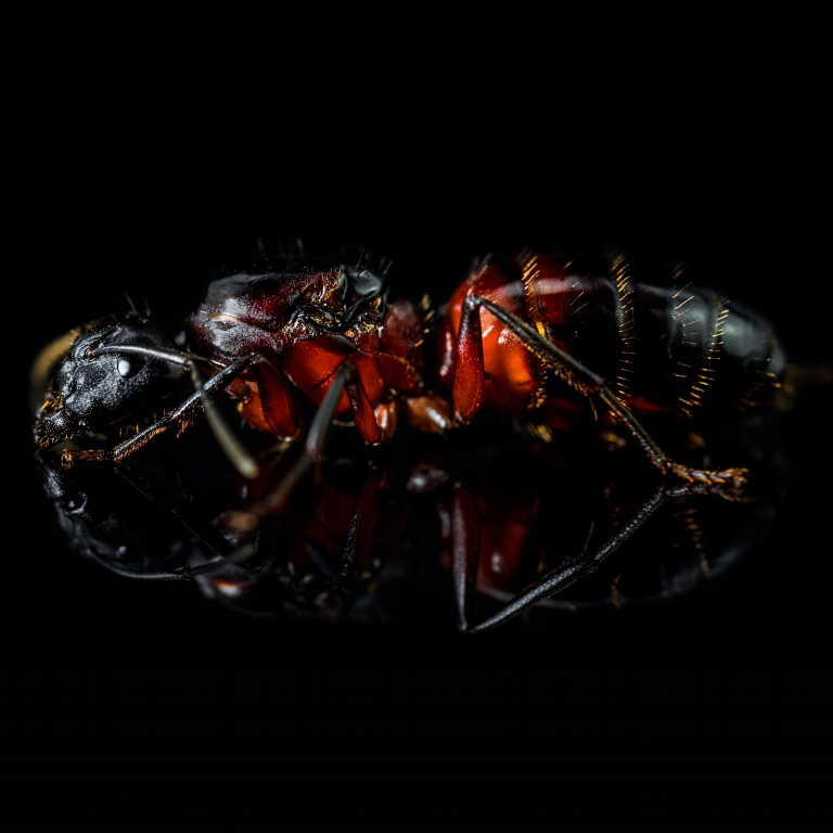 Camponotus ligniperdus (Braunschwarze Rossameise)