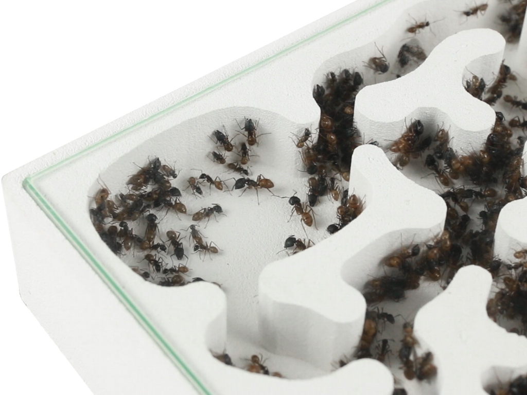 ANTCUBE - gypsum nest 30x30 - lying