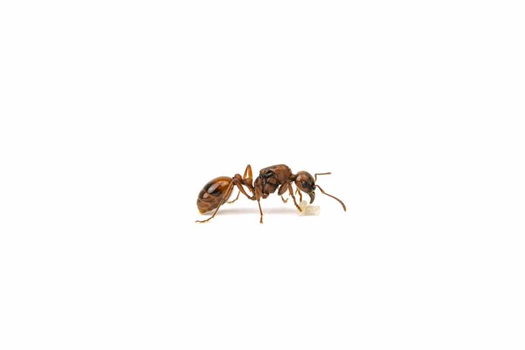 Manica rubida