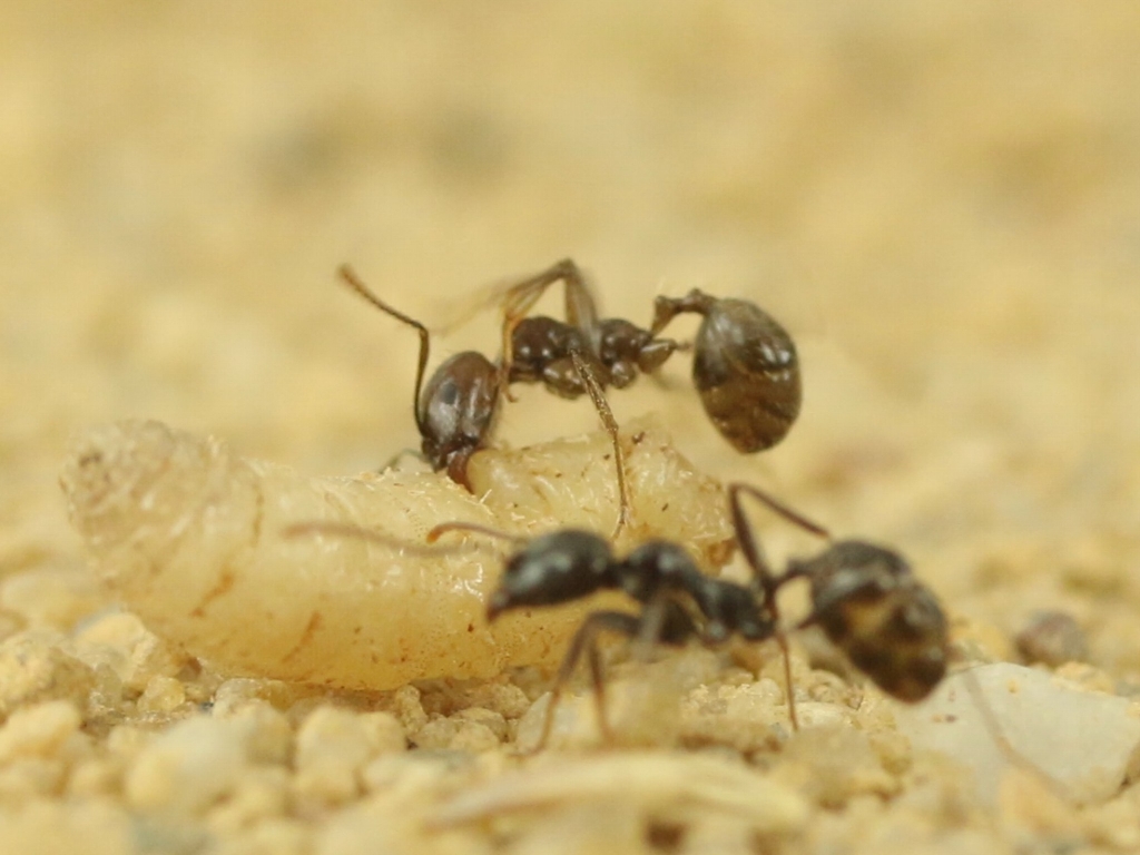 Messor barbarus