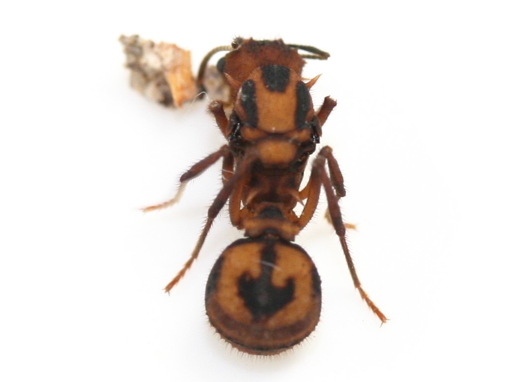 Acromyrmex cf. coronatus