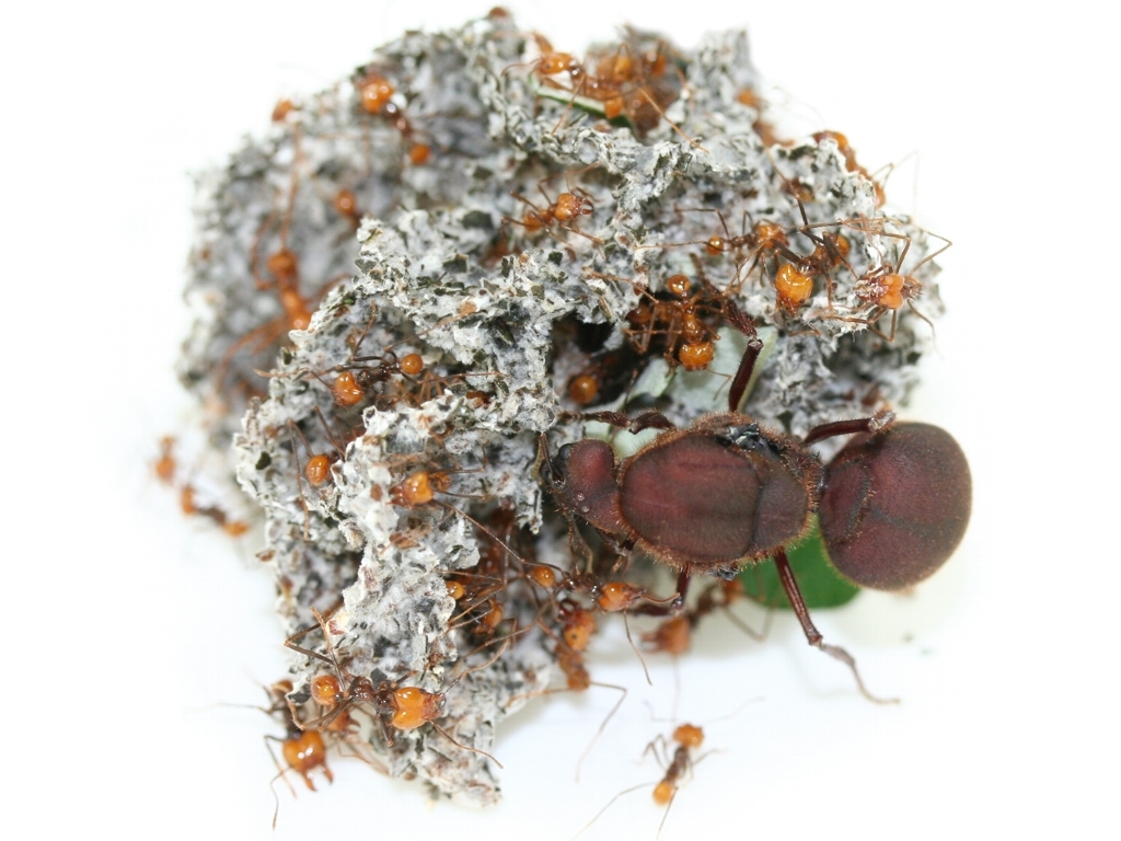 Atta cephalotes (bicolor)