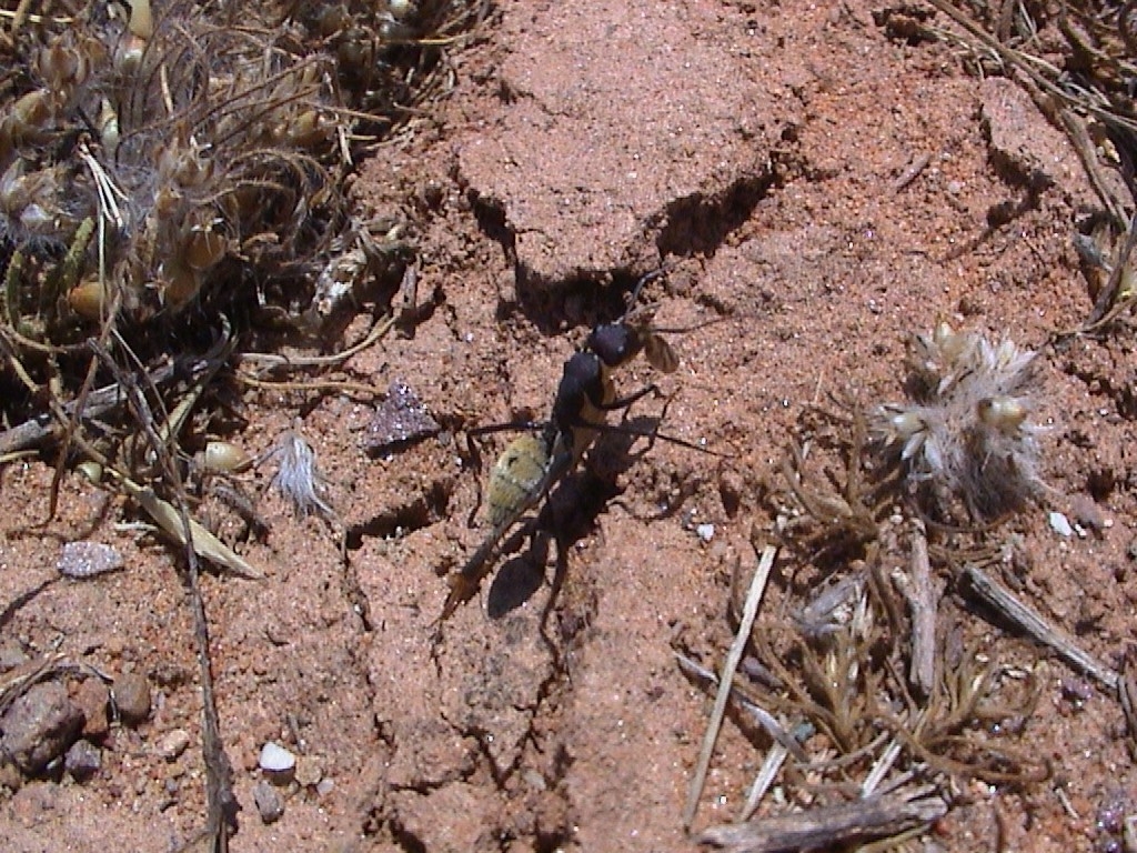 Camponotus fulvopilosus (goldfarbend)