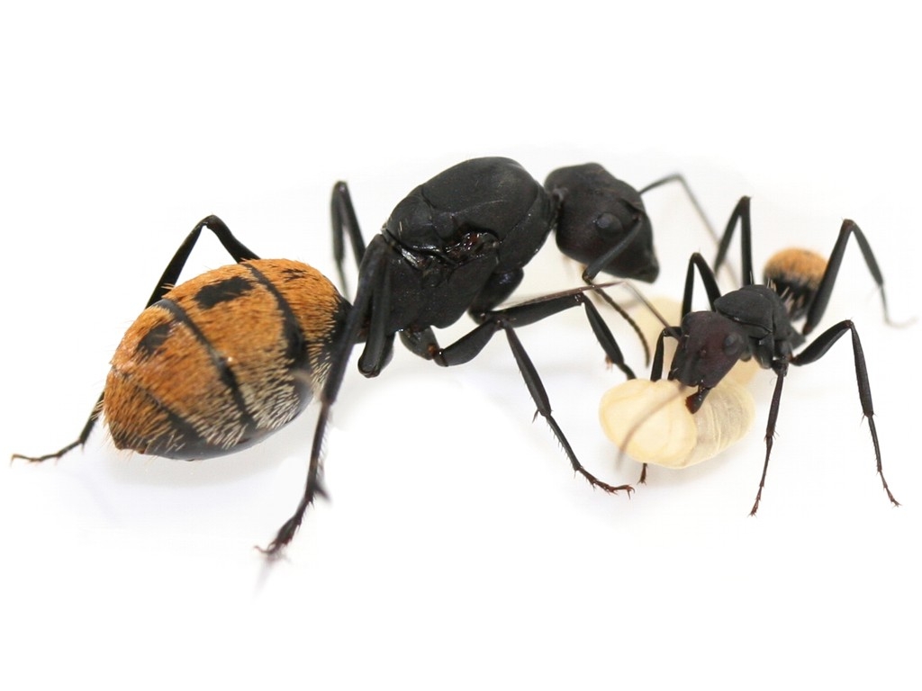 Camponotus fulvopilosus (goldfarbend)