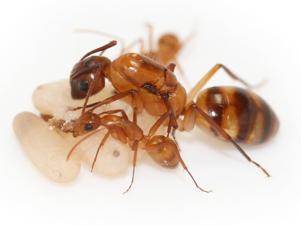 Camponotus substitutus - helle Variante
