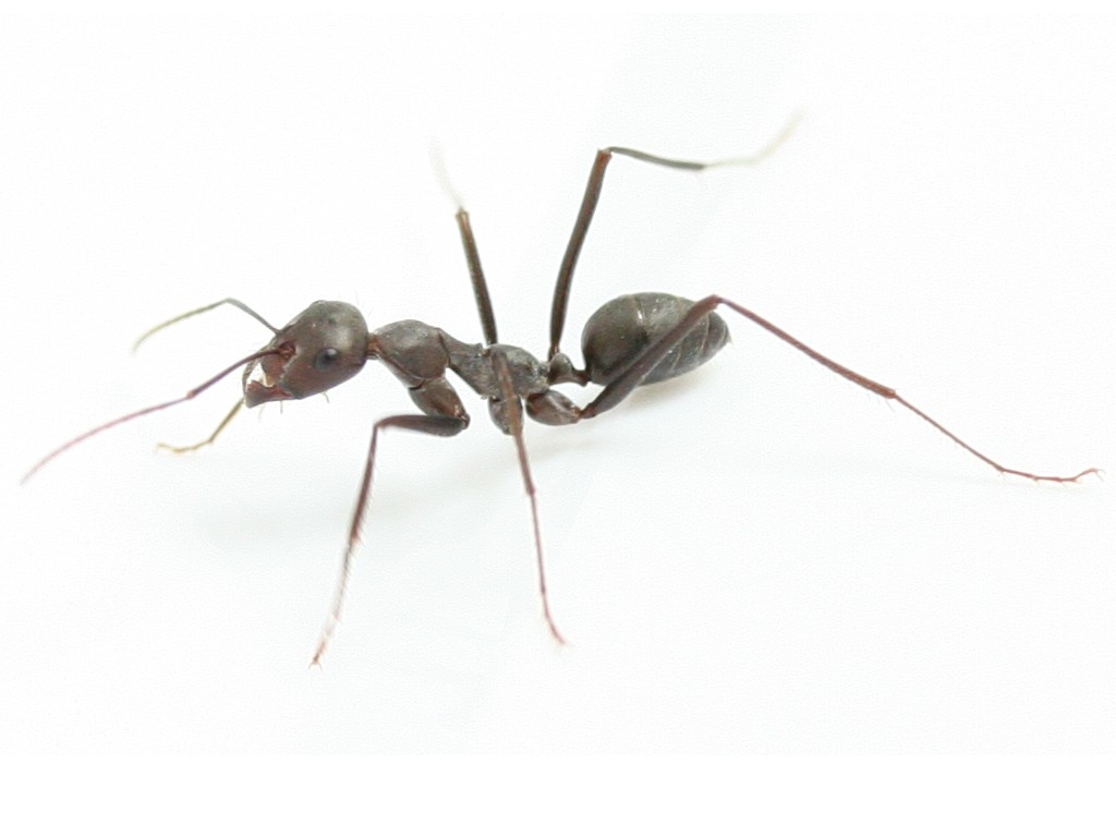 Cataglyphis hispanicus