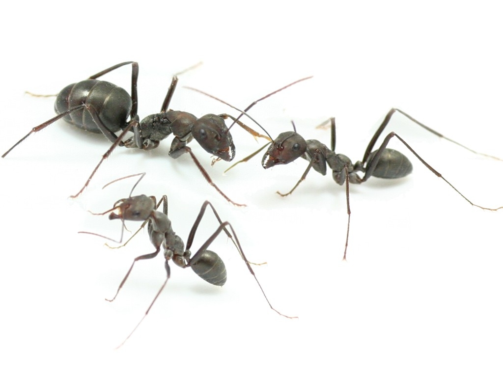 Cataglyphis hispanicus