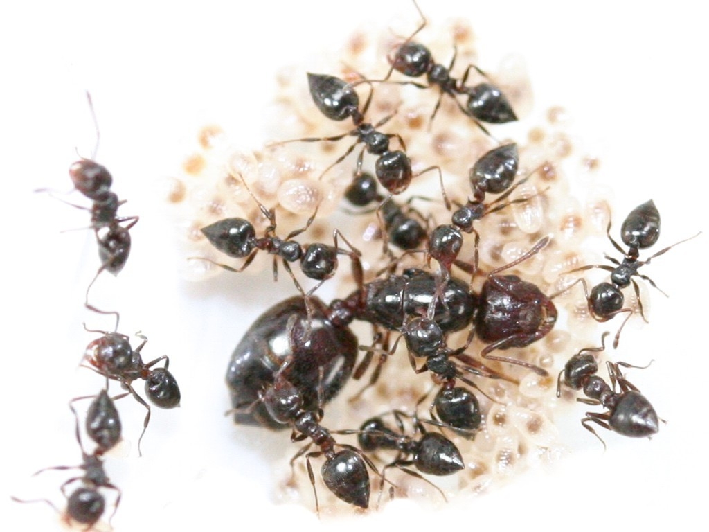 Crematogaster auberti