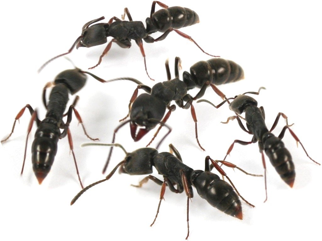 Ectomomyrmex astutus- Pachycondyla astuta