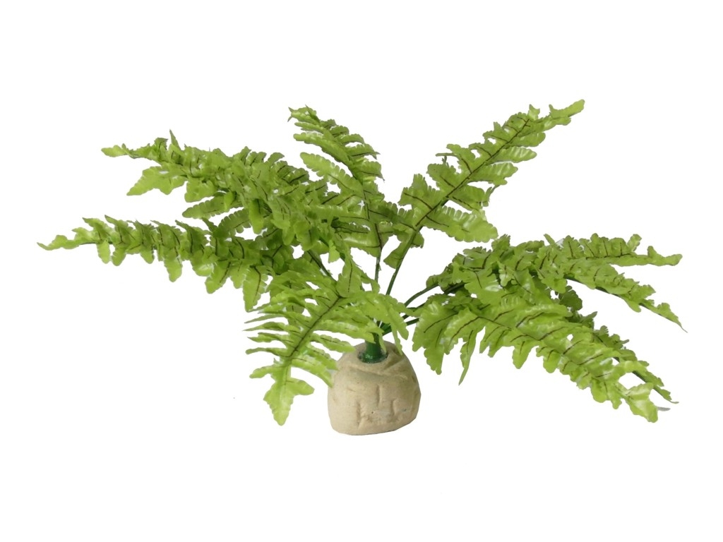 EX Boston Fern small