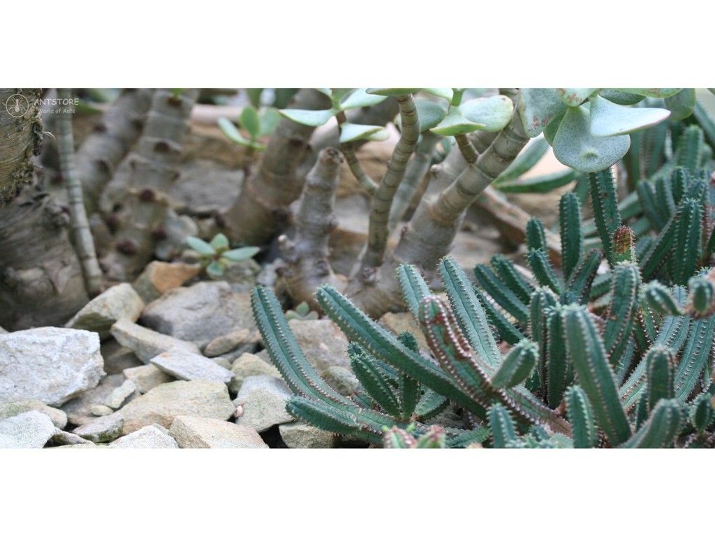 Fotorückwand - Wüste - 60x30