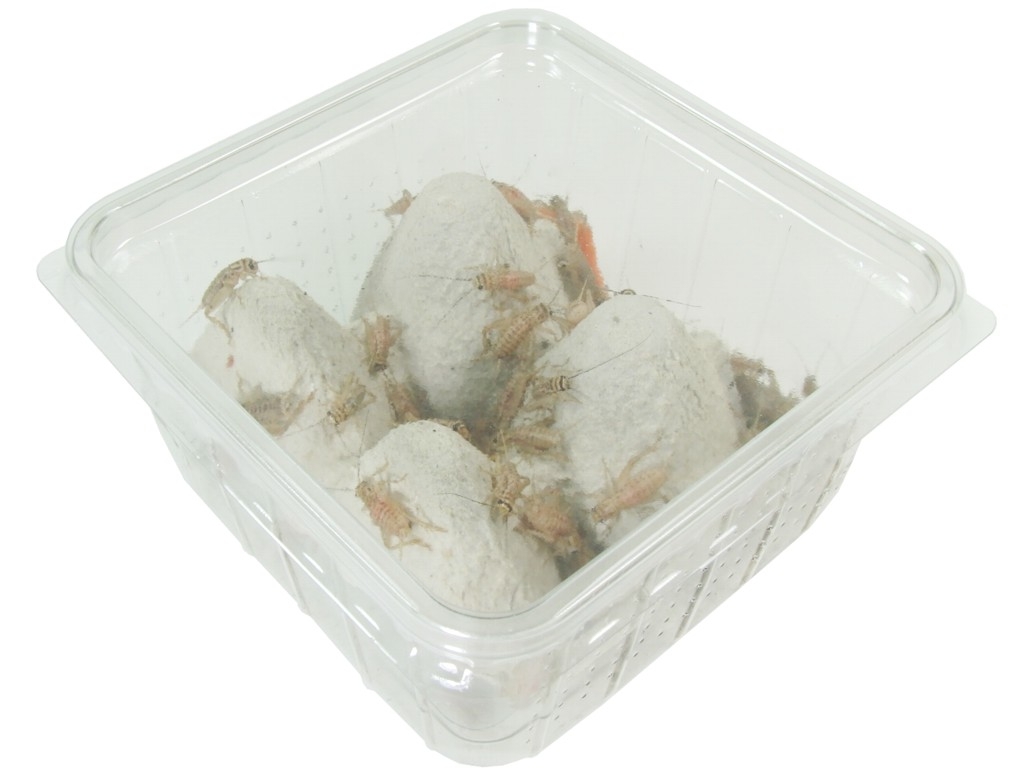 Crickets - Acheta domestica - medium