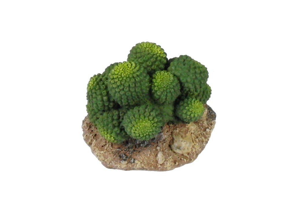 Kaktus - 7cm