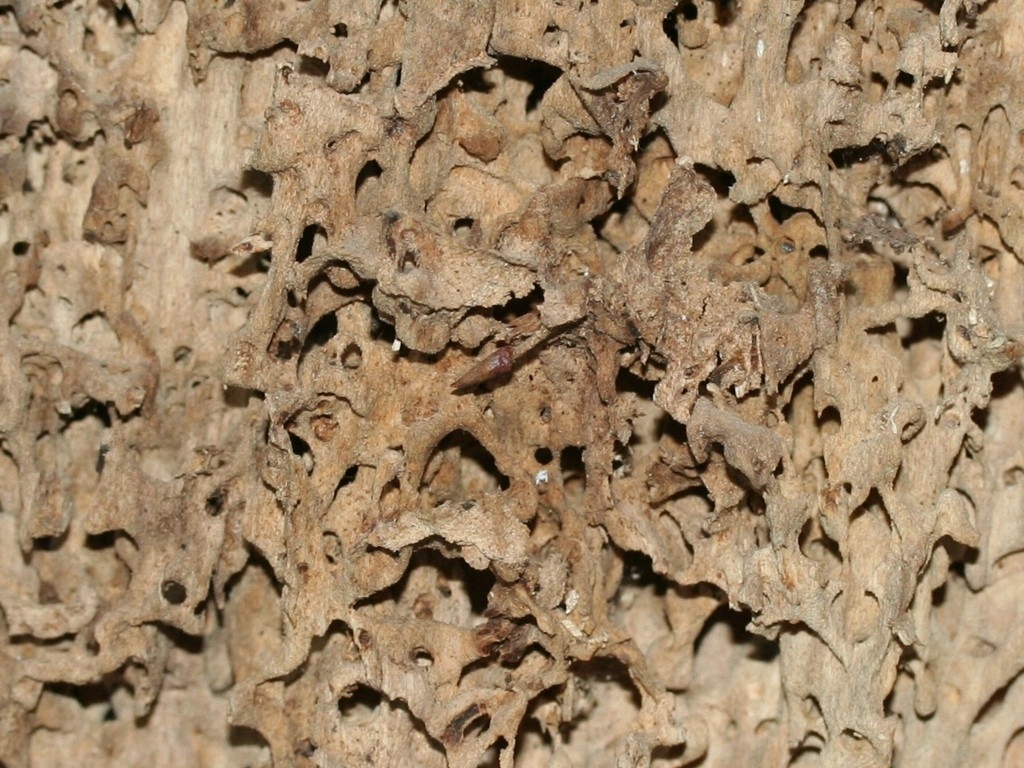 Lasius brunneus (Braune Holzameise)