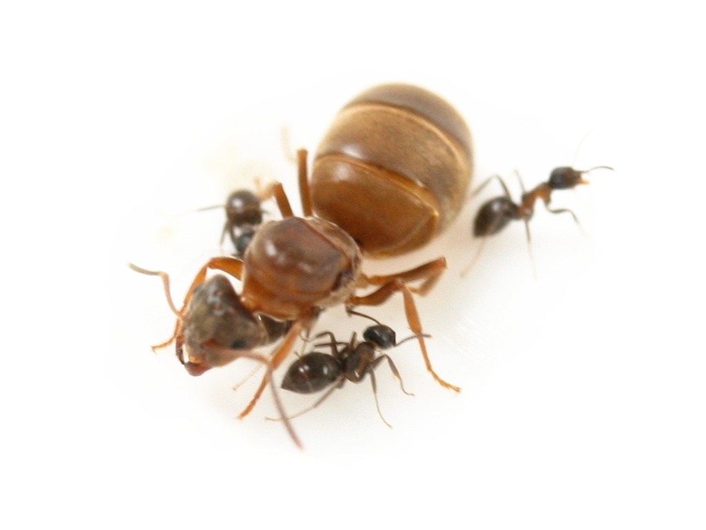 Lasius brunneus (Braune Holzameise)