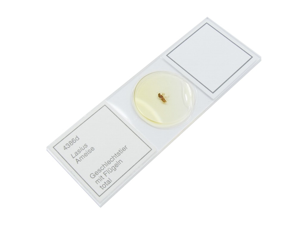 Micro-Präparat - Lasius spec. - Geschlechtstier mit Flügel - 4386d