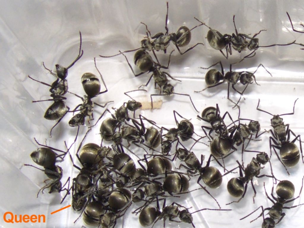 Polyrhachis wolfi (Weberameisen)