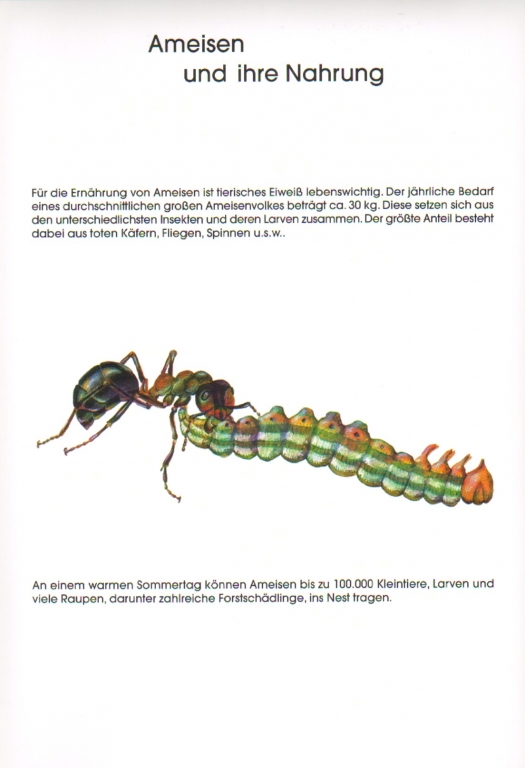 Poster: Ameisen und ihre Nahrung