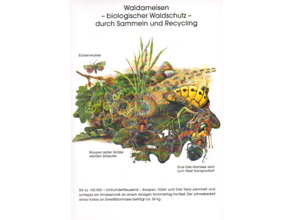 Poster: Waldameisen - biologischer Waldschutz