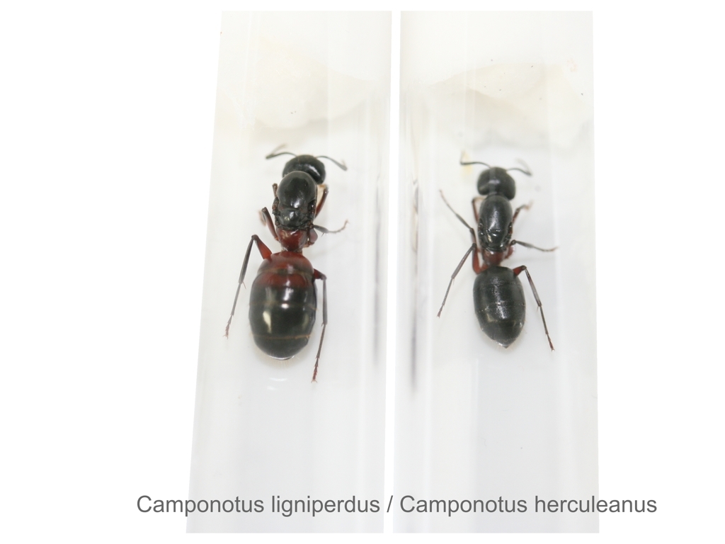 Camponotus herculeanus (Schwarze Rossameise)