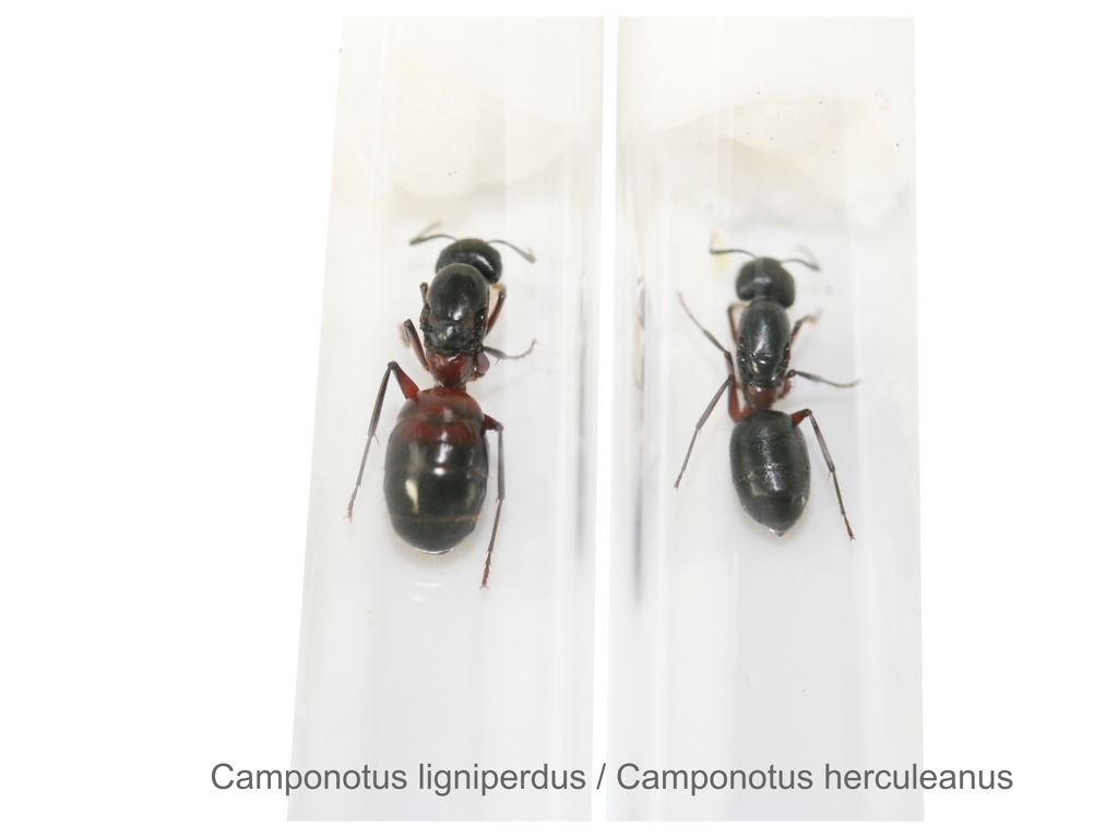 Camponotus herculeanus (Schwarze Rossameise)
