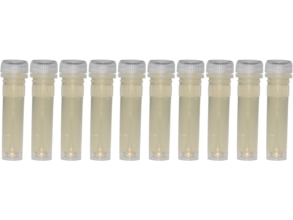 Wüstenhonig in 2ml Futterröhrchen